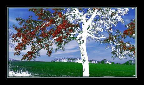strom-2004.jpg